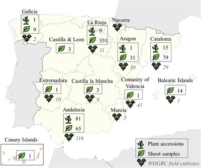 New insights in the Spanish gene pool of olive (Olea europaea L.) preserved ex situ and in situ based on high-throughput molecular markers